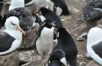 Pinguins rockhopper caminham tranquilamente em meio à colônia de albatrozes em Steeple Jason, no noroeste das Ilhas Malvinas